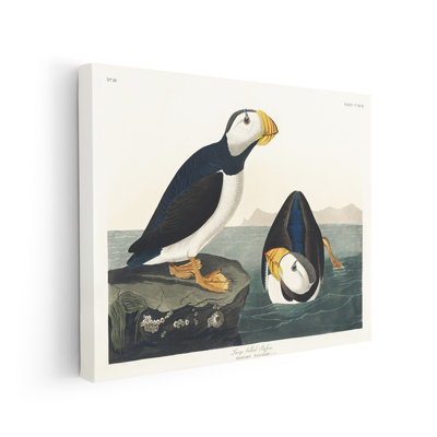 John James Audubon - grand macareux moine
