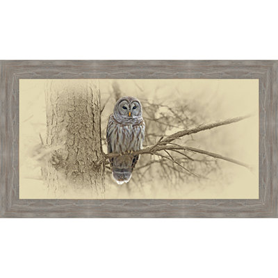 'Barred Owl' Framed Photographic Print