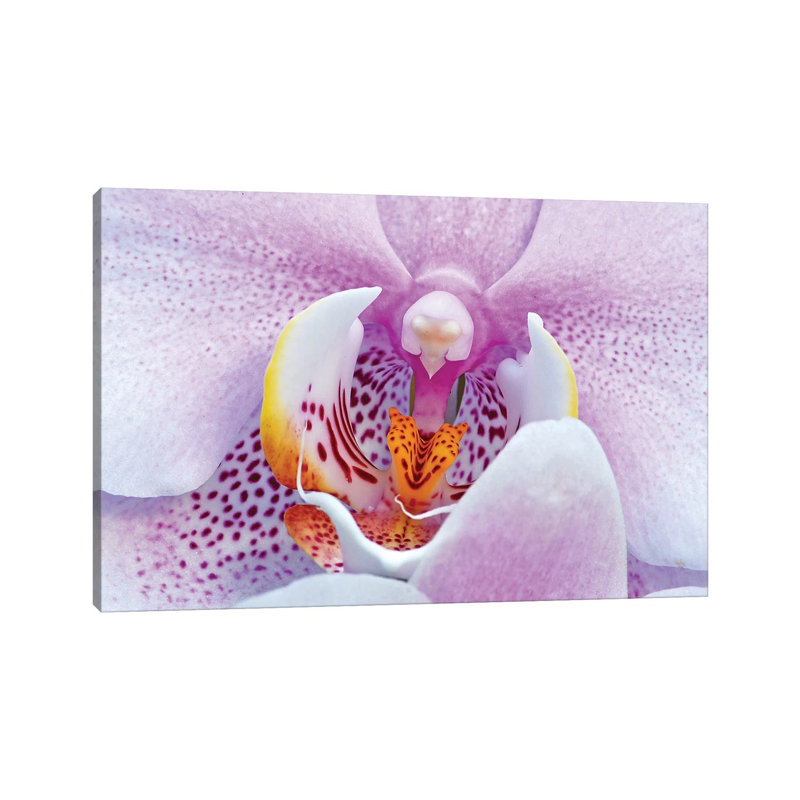 Orchid by Brian Wolf - Wrapped Canvas Print