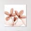 Journey Clematis - Wrapped Canvas Print-395878864