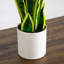 30 po Plante artificielle Sansevieria