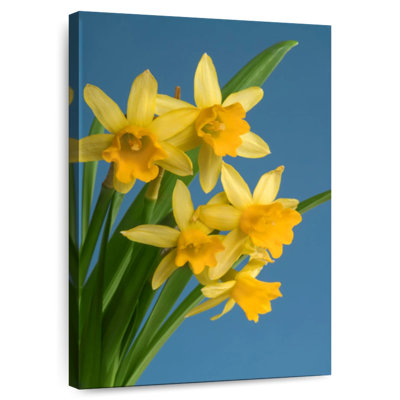 Harnek Yellow Daffodils On Blue