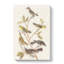 Collection Of Birds - Wrapped Canvas Painting-55370799