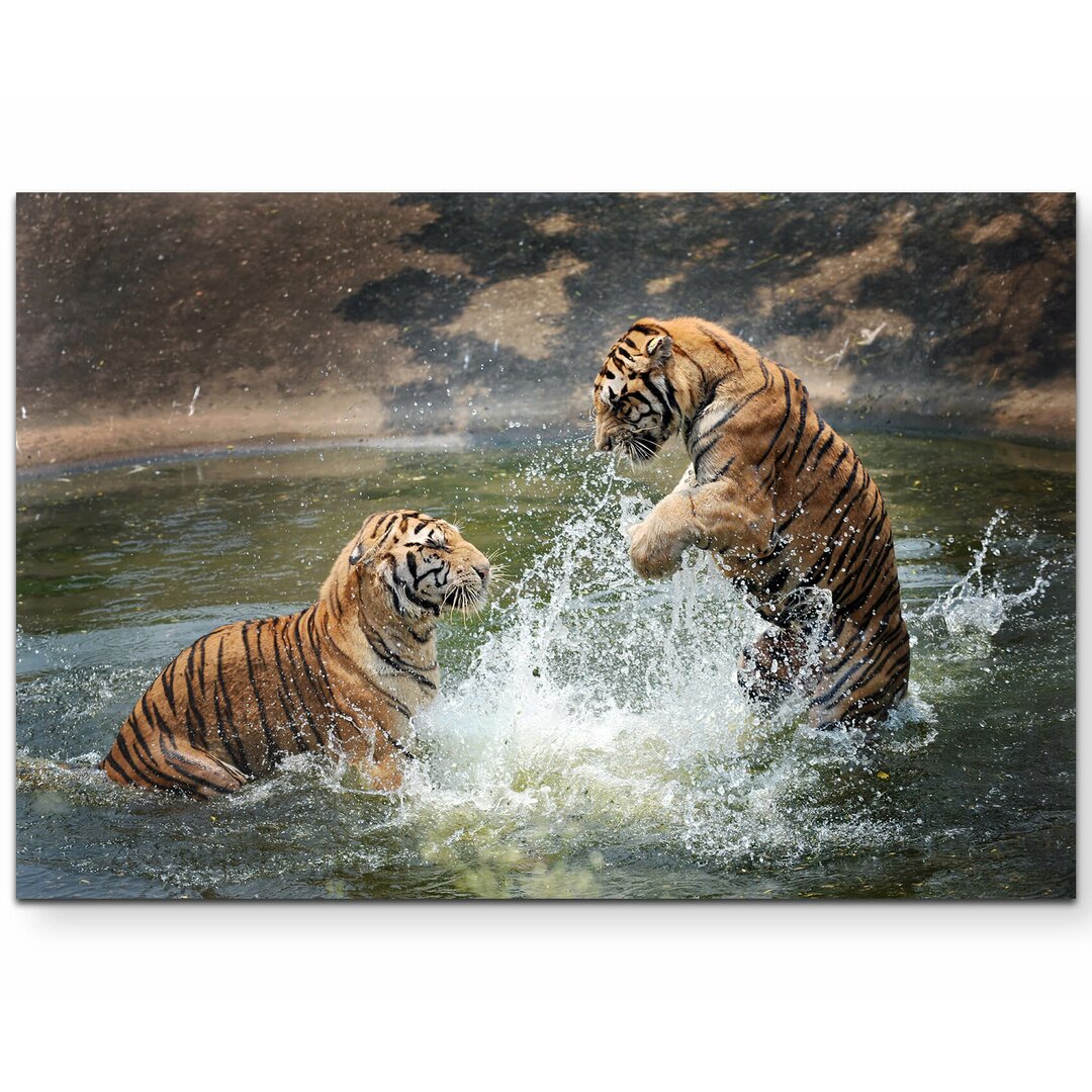 Leinwandbild Spielende Tiger im Wasser