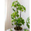 Plante pilea artificielle 26,4 po en pot