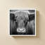 Nez de vache BW