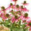 Everlasting Pink Mix Urn Filler
