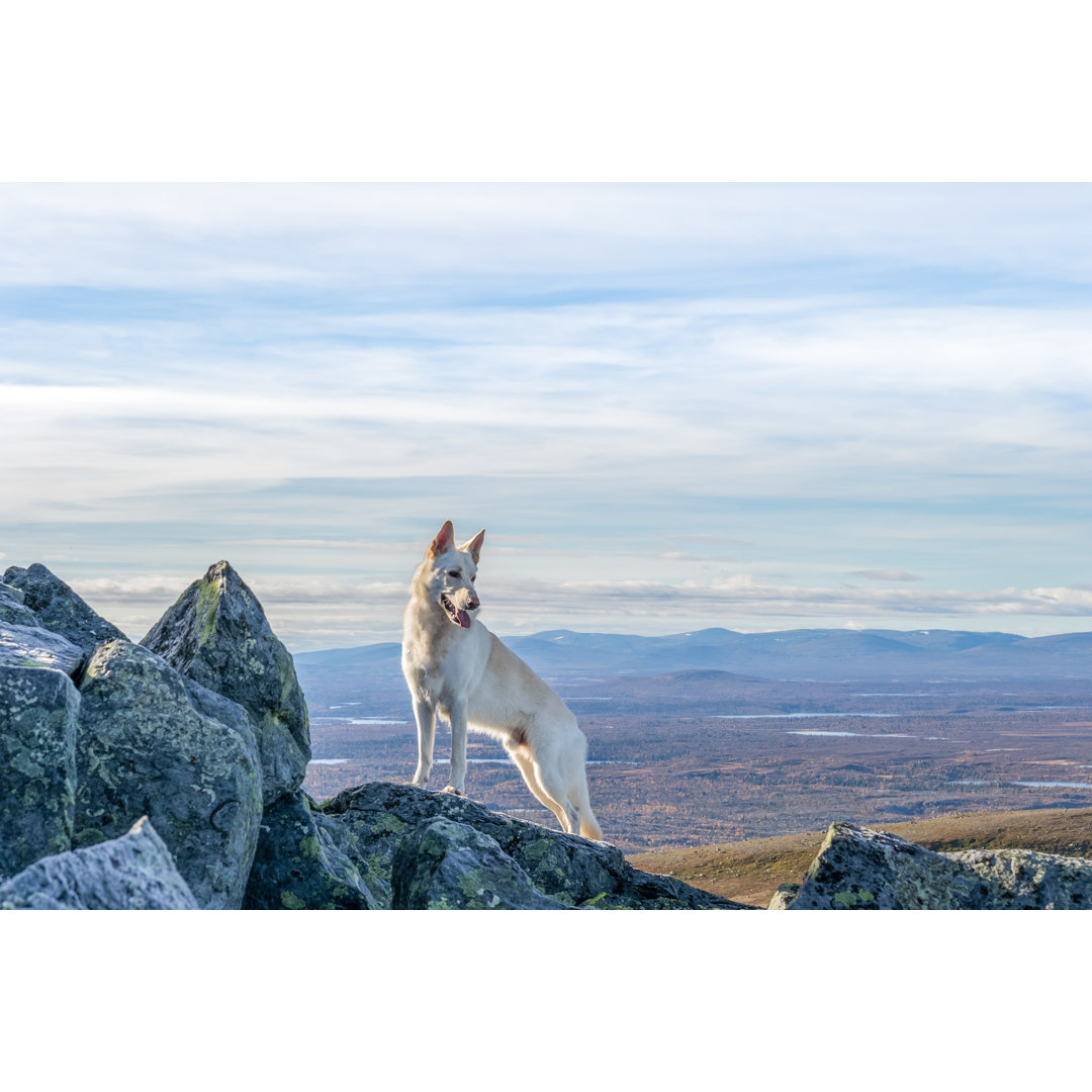 German Shepherd Dog by Ysign - Wrapped Canvas Print