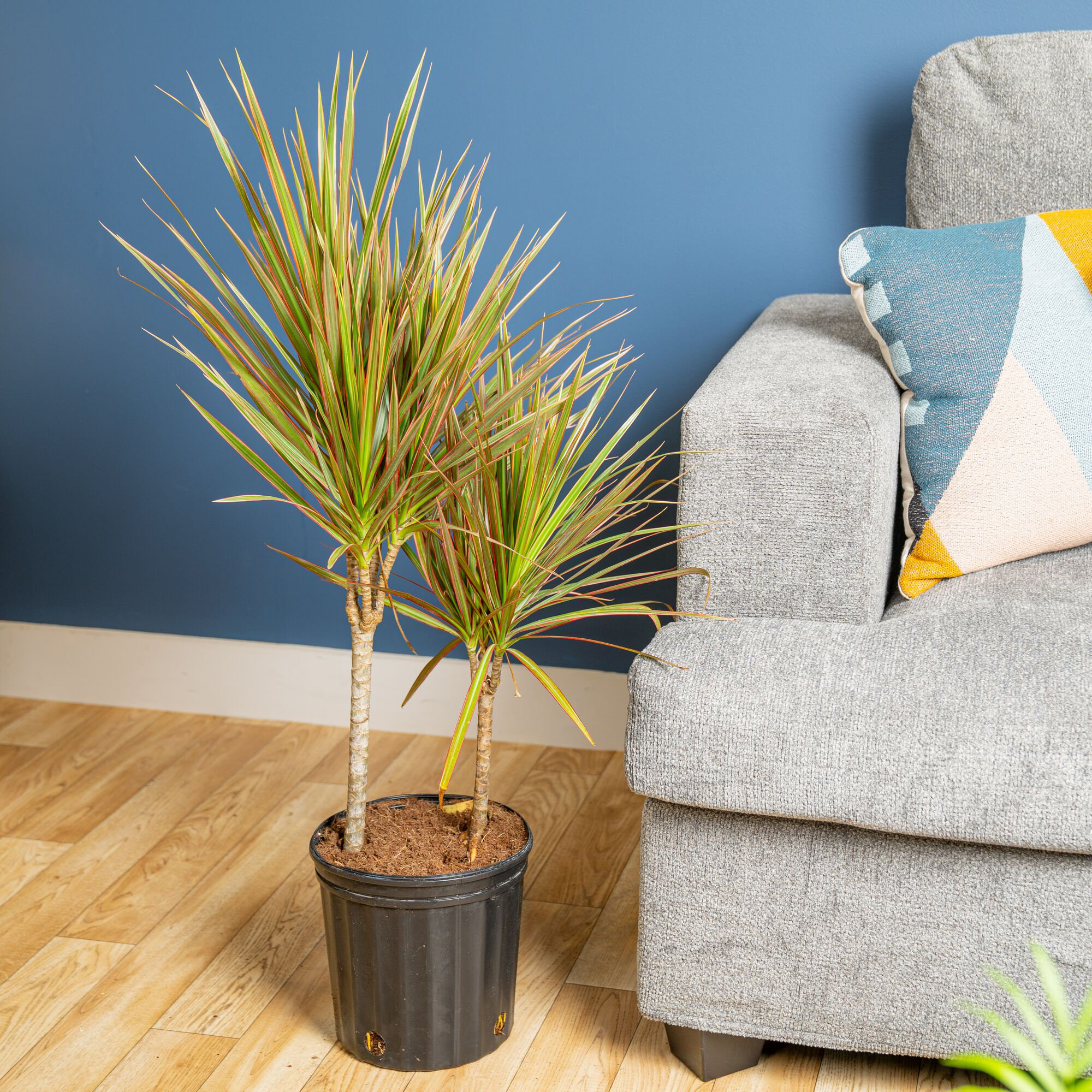 Costa Farms Indoor Dracaena Marginata Madagascar Dragon Tree House Plant in 10-inch Grow Pot