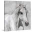 « gray élégant cheval », impression sur toile-24368038-17900110