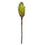 Vickerman 14" Repens on a Natural Stem. Includes 6 Stems per Bunch, Dried-1478476198