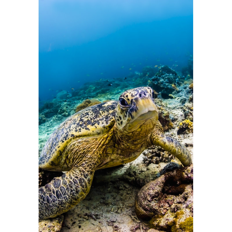 Turtle On Reef by Zeamonkey - Wrapped Canvas Print, 46cm H x 30cm W