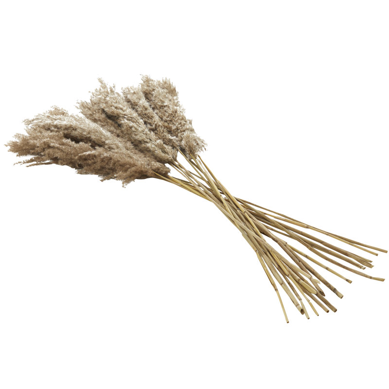 Pampas Grass Arrangement, Brown, 35.43" H x 2.36" W x 0.59" D