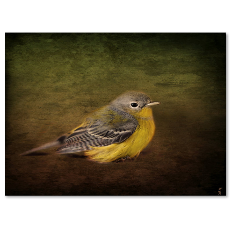 «Baby Warbler» de Vidur, impression sur toile tendue, H 35 po x l 47 po