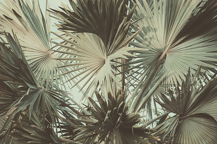 Makris Wallpaper, 208 x 146cm