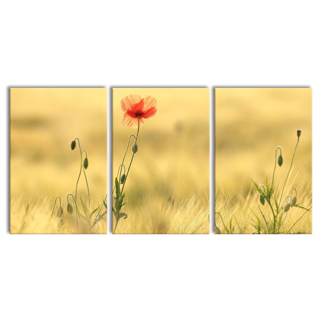 3-tlg. Leinwandbilder-Set Poppy Flower in Field