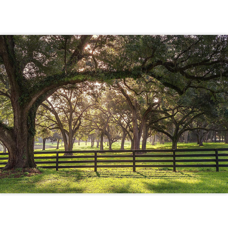 Oak Tree Branch With Farm Fence In The Rural Countryside, 66" L x 96" W