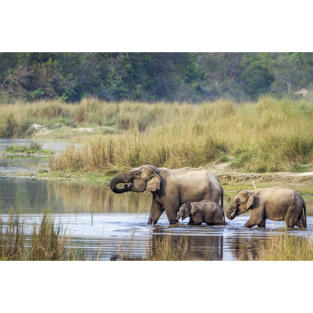 Leinwandbild Asiatischer Elefant im Bardia-Nationalpark, Nepal