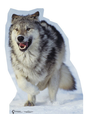 Wolf Life-Size Cardboard Stand-Up
