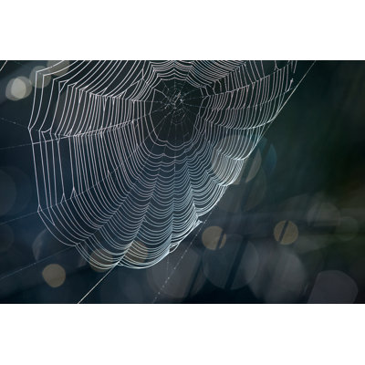 " Spider's Web In Forest "