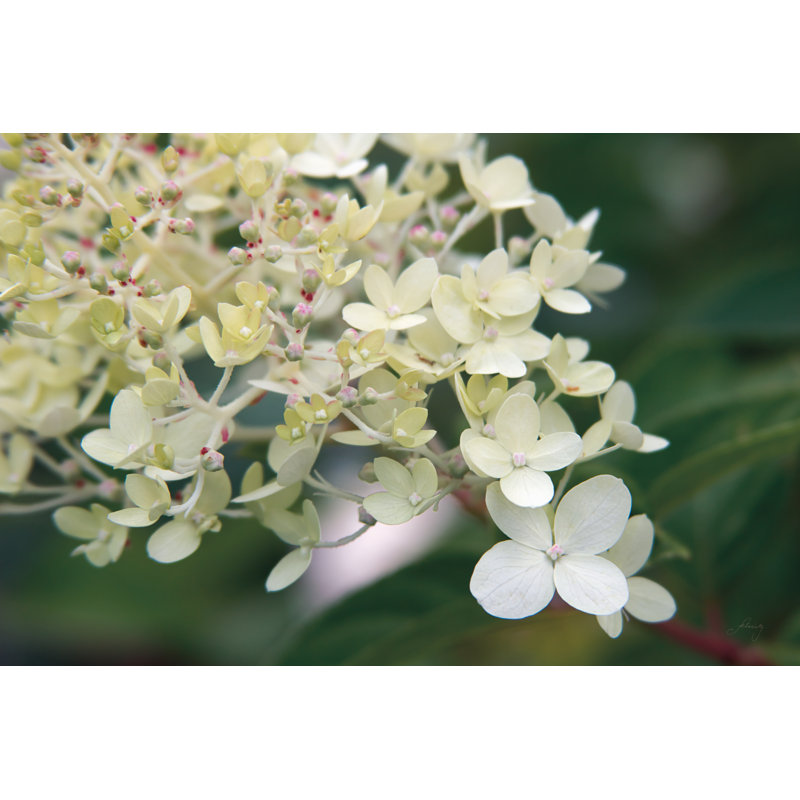 «Hydrangea Delight III» par Felicity Bradley, reproduction de photo sur toile tendue, H 20 po x l 30 po