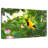 Crowle Oriole Songbirds-111860023