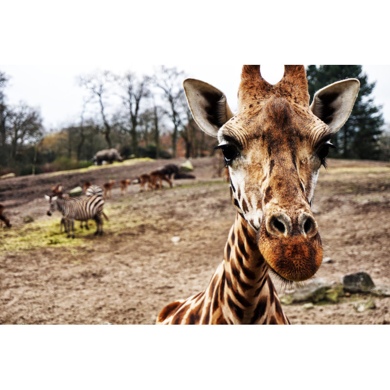 Curious Giraffe Face - Wrapped Canvas Print, 20cm H x 30cm W x 3.8cm D