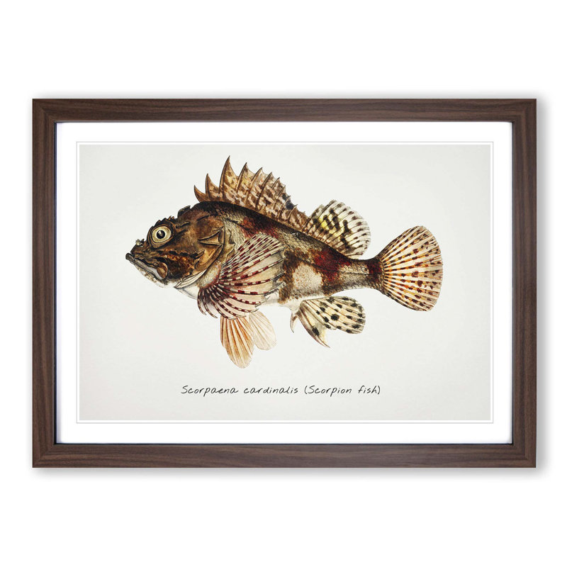Illustration of a Scorpion Fish by F.E. Clarke - Picture Frame Graphic Art Print on MDF, 48cm H x 65cm W x 2cm D