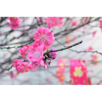Averymarie " Chinese New Year "