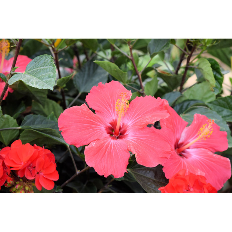Fleurs d'hibiscus - Photographie sur toile, H 8 po x l 12 po