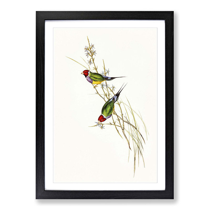 Beautiful Grass Finch by Elizabeth Gould - Single Picture Frame Painting, 33cm H x 24cm W x 2cm D, Black Framed