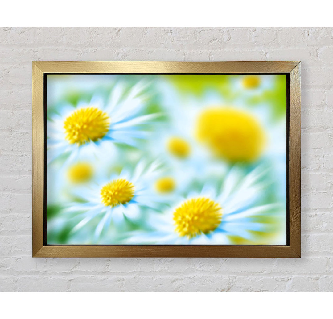 Gerahmtes Poster Soft Hue Of White Daisies