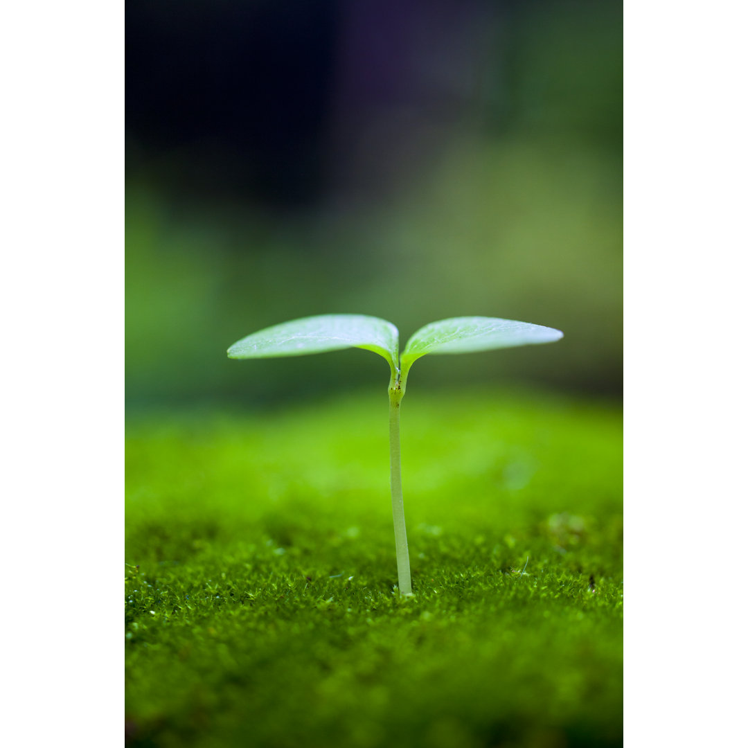 Sprout Growing von Oluolu3 - No Frame Set auf Leinwand