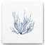 Marine Seaweed IV - Reproduction d'art sur toile encadrée-1137628719-1140002756
