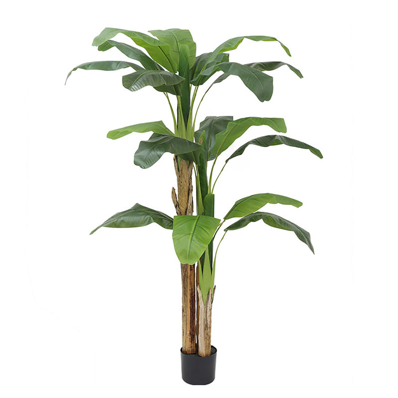 Plante à feuilles de bananier 70,87 po
