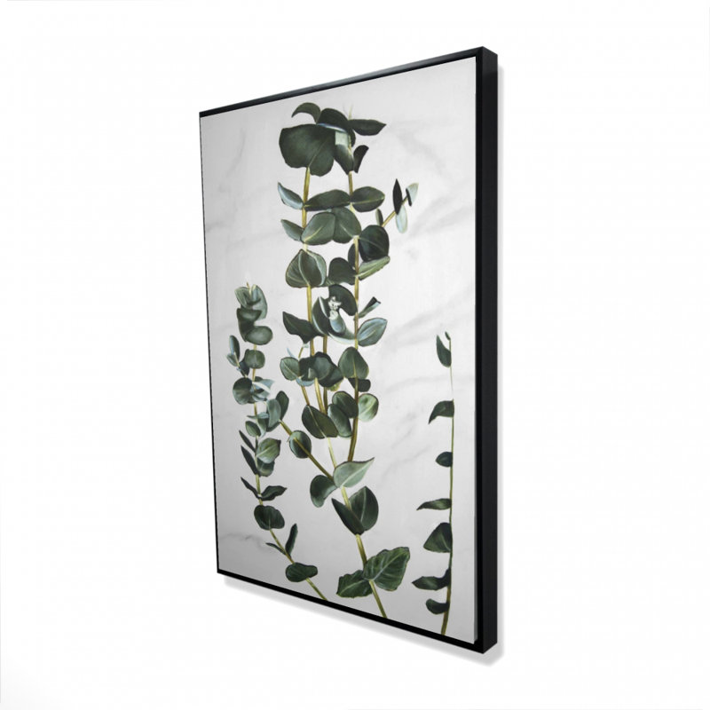 " Eucalyptus Stems "