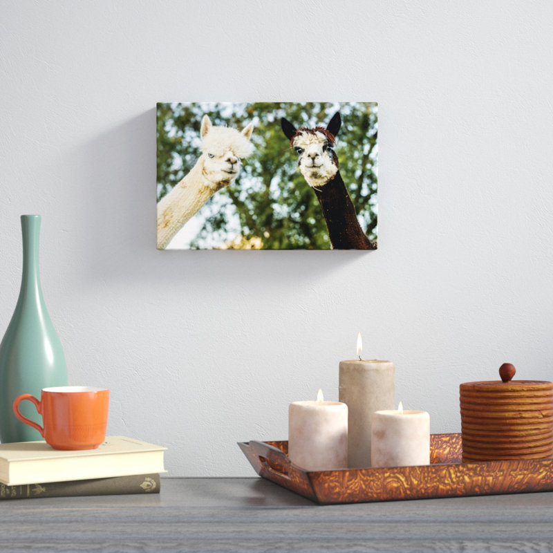 Alpaca Portrait III by Tyler Stockton - Wrapped Canvas Photograph, Wrapped Canvas, 20cm H x 30cm W