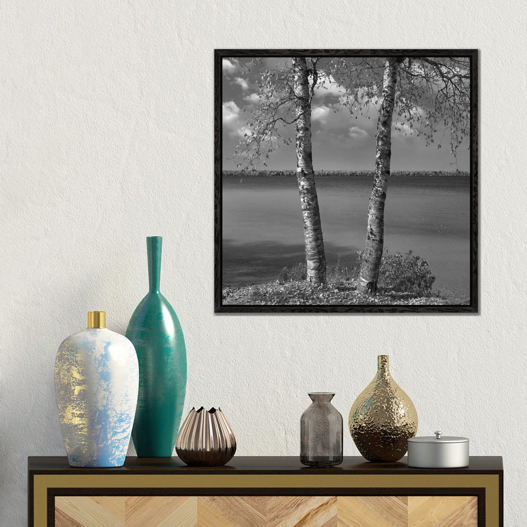 Birke (Betula Sp) Wald, Moose Lake Provincial Park, Manitoba, Kanada von Tim Fitzharris - Gallery-Wrapped Canvas Giclée ...