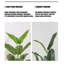 Simulation de banane grande plante verte-111038292-111038293