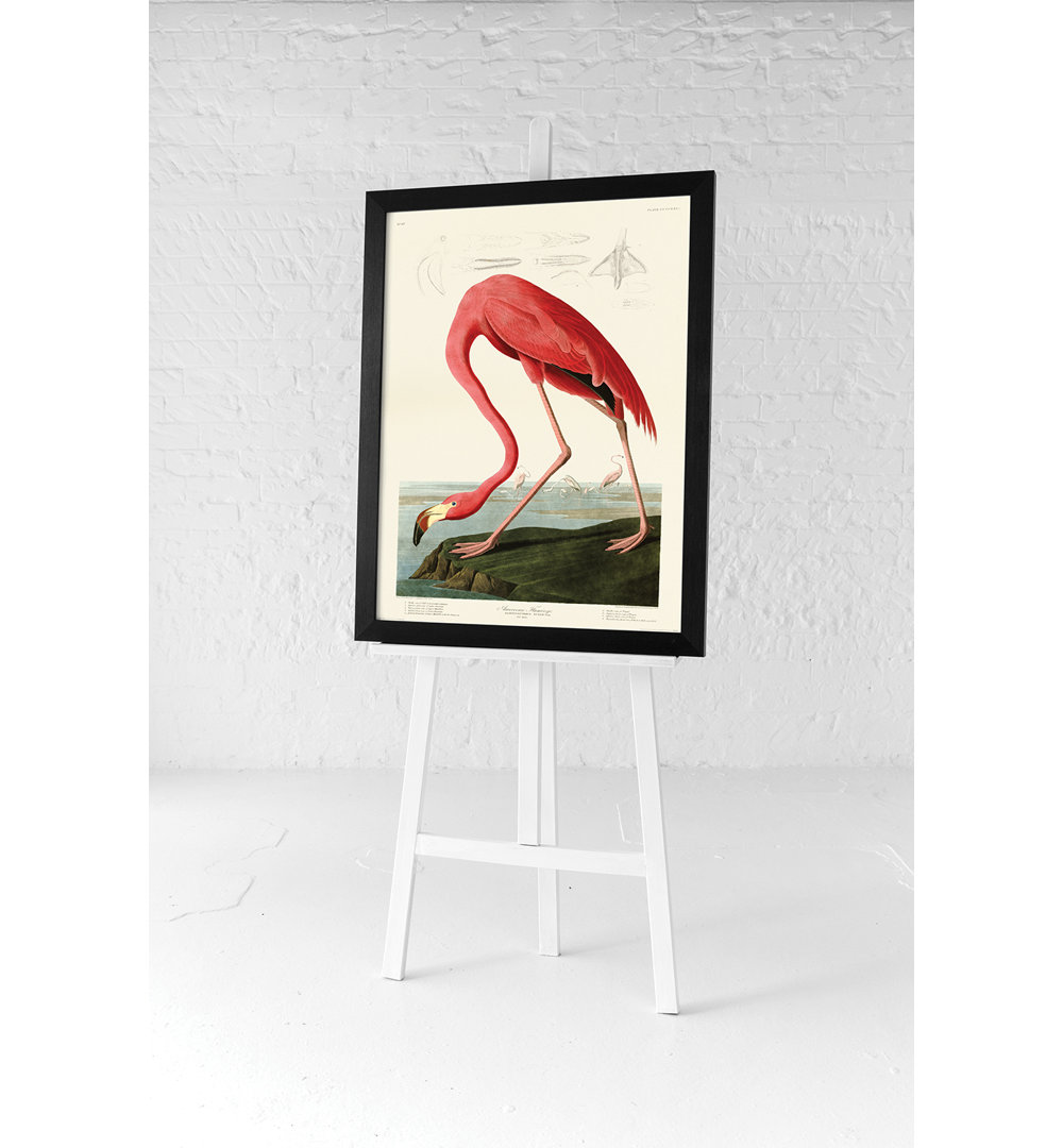 American Flamingo by John Audubon - No Frame Painting