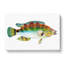 Goldfinny Fish by Edward Donovan - Wrapped Canvas-55366101
