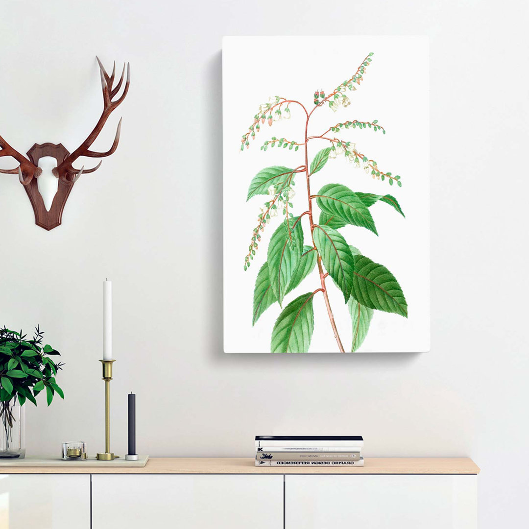Lily Of The Valley Tree by Pierre-Joseph Redoute - Wrapped Canvas