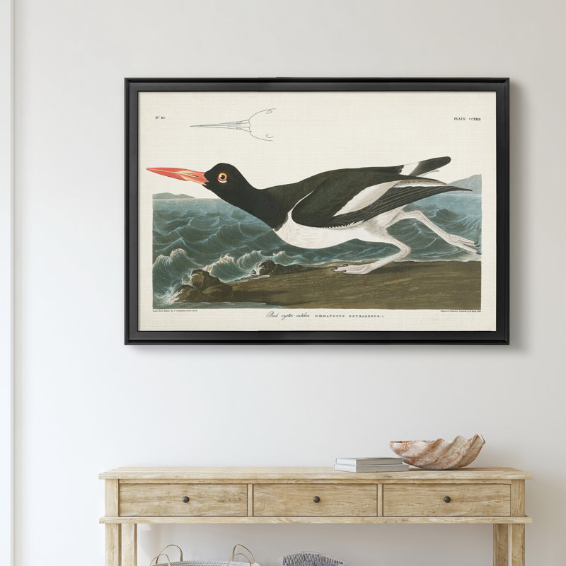 Pied Oyster Catcher - reproduction d'art sur toile, H 26,5 po x l 36,5 po x P 1,5 po, Noir