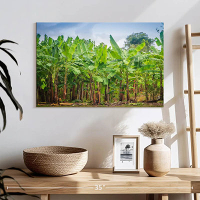 Plantation de bananes Harnek