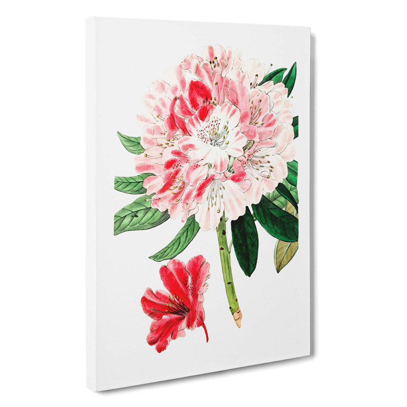 Pink Azalea Flowers - Wrapped Canvas, 60cm H x 40cm W x 3cm D