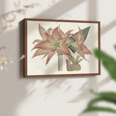 Amaryllis Varietals III - Reproduction encadrée - Restickable