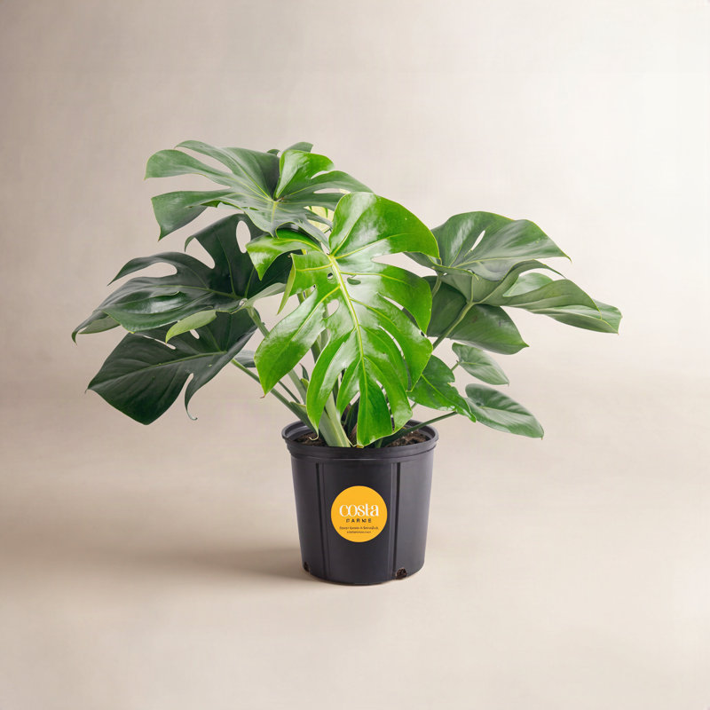 Costa Farms Indoor Philodendron Monstera Deliciosa House Plant in 10-inch Nursery Pot