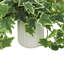 Variegated Ivy in Ribbed Ceramic Vase