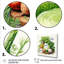 «Kitchen Fennel Herbs Fantasy 4 - Floral Herbs», art mural-1448560198-1448560192