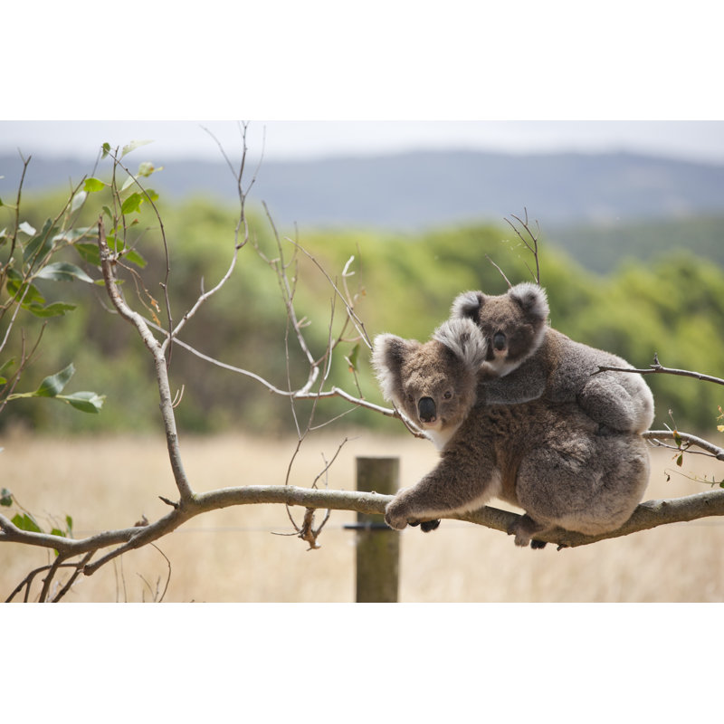 Koala With Baby by GuyLePage - Wrapped Canvas Print, 30cm H x 46cm W x 3.8cm D